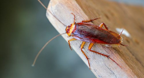Smaller Cockroach