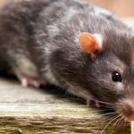 Killgerm Principles of Rodent Control