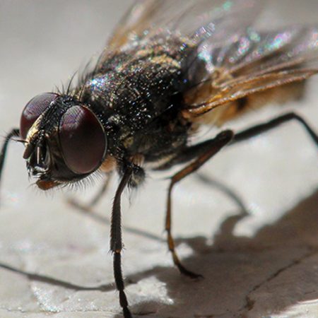 Fly Management on Waste Sites