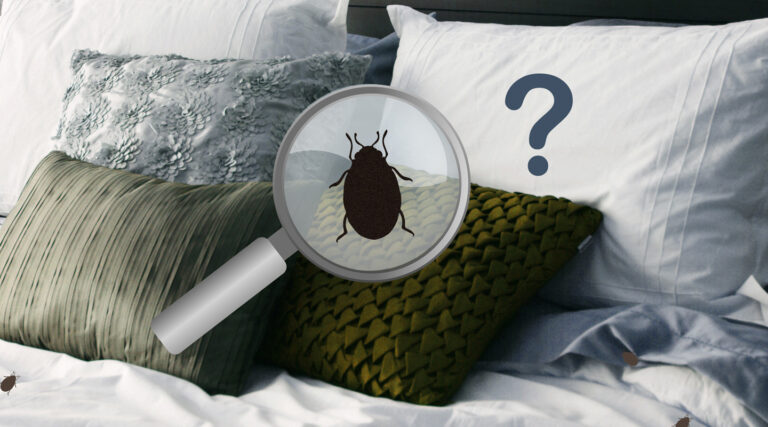 Killgerm_WebsiteTrainingImages__0007_insect-identification