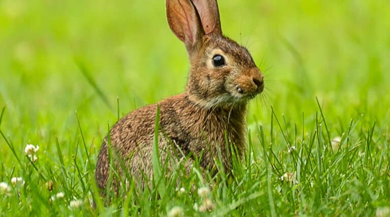 SafeUseofAluminiumPhosphideforVertebrate-Course