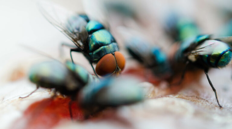 Killgerm_WebsiteTrainingImages__0002_flying-insect