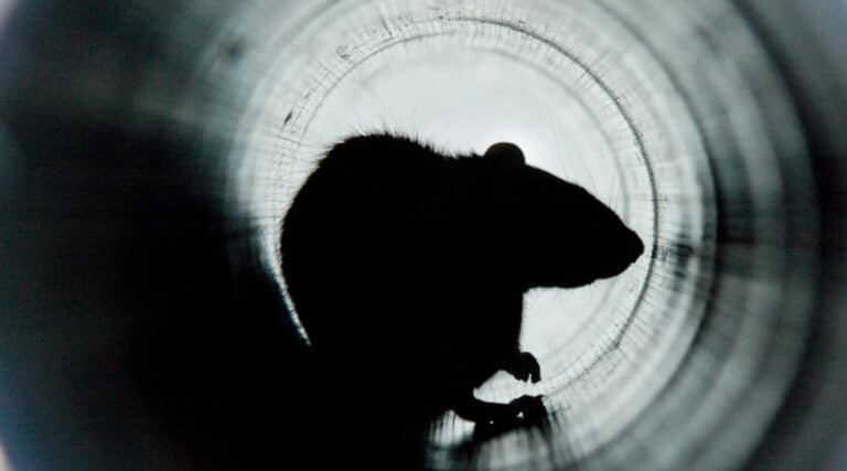 drain-investigation-rat-control-course