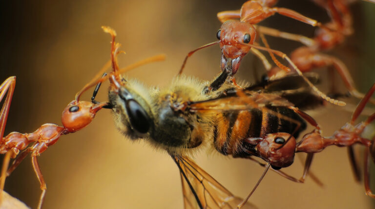 Killgerm_WebsiteTrainingImages__0022_Insect_2