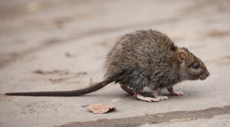 Rodent Control training Course - Rat control Image