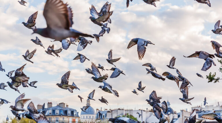 Killgerm_WebsiteTrainingImages__0009_bird-free