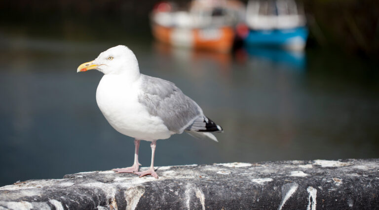 Killgerm_WebsiteTrainingImages__0011_bird-guano