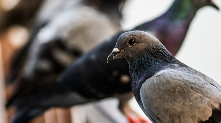 Killgerm_WebsiteTrainingImages__0013_Bird-control