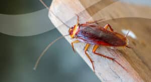 Killgerm Principles of Insect Control