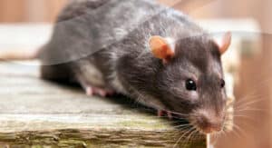 Open Awards Level 2 Award in the Principles of Rodent Control