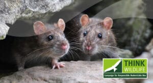 Rodent control – CRRU UK content – in support of CPD